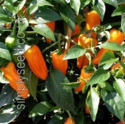 Chilli Cheyenne